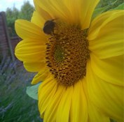 Bee on yellow sunflower