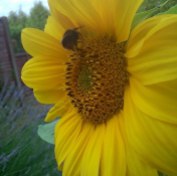 Bee on yellow sunflower