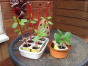 Sunflower seedlings in yogurt pots