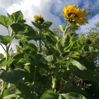 Sunflowers grown by Warren Hill Primary school