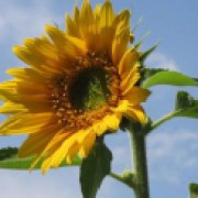 Sunflower grown in Bavaria