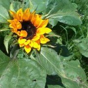 Sunflower grown in Ecquador