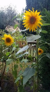 Sunflower grown in London