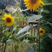 Sunflower grown in London