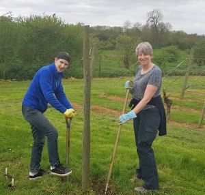 Planting sunflowers at Warden Abbey vineyard.