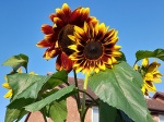 Sunflowers growing in Chester.
