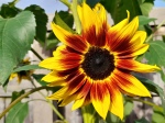 Sunflower growing in Chester.